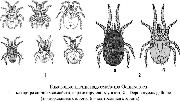 קרדית גמאסיד