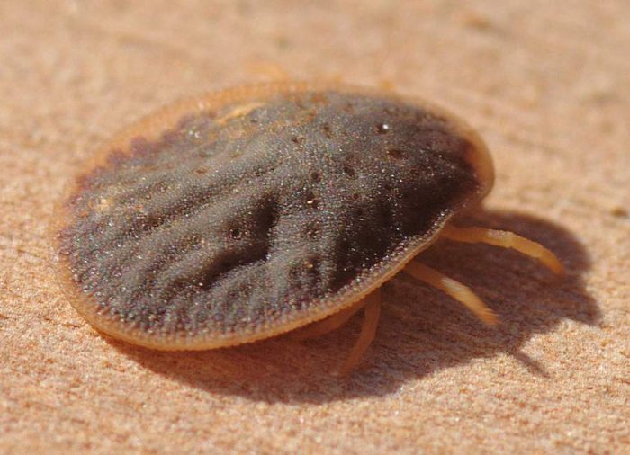 קרצית ארגסיד