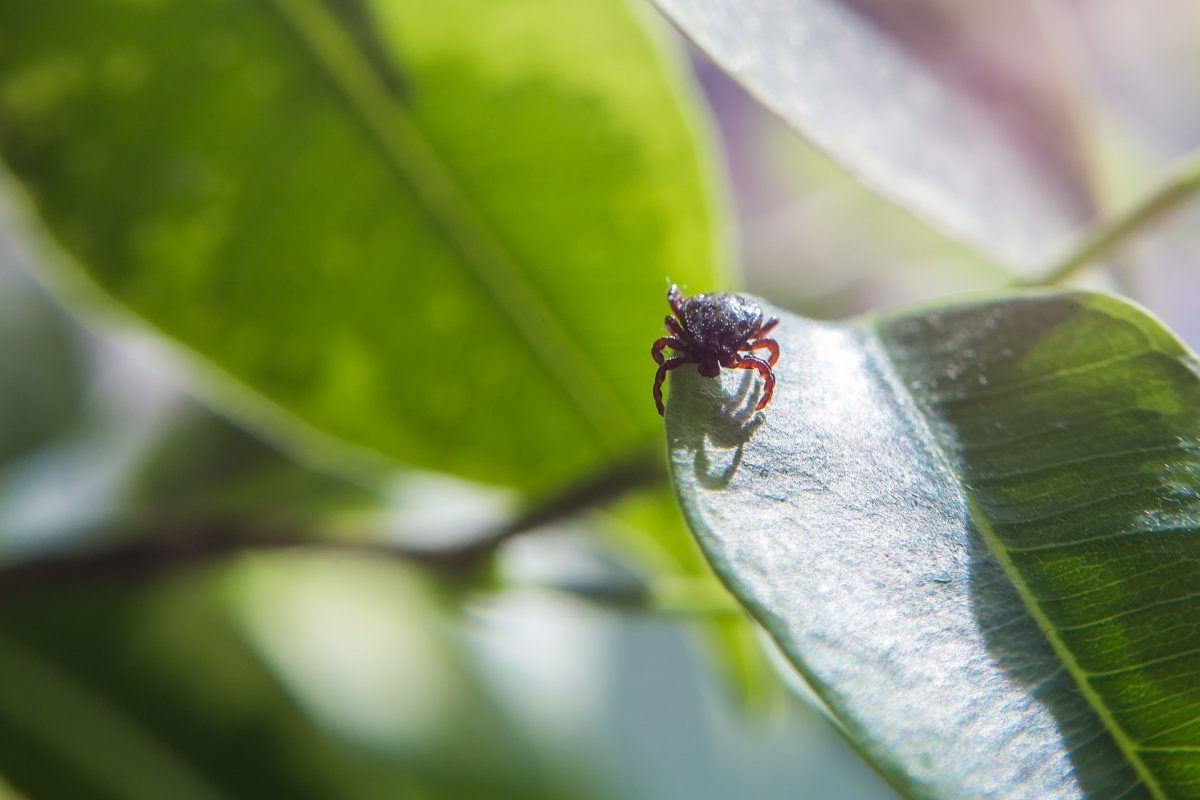 קרציה יוצאת דופן