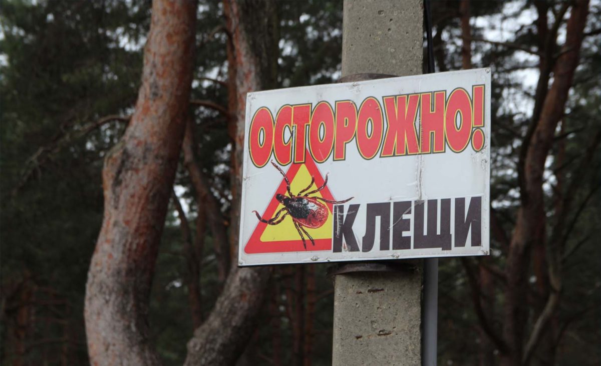 חיים של קרציות