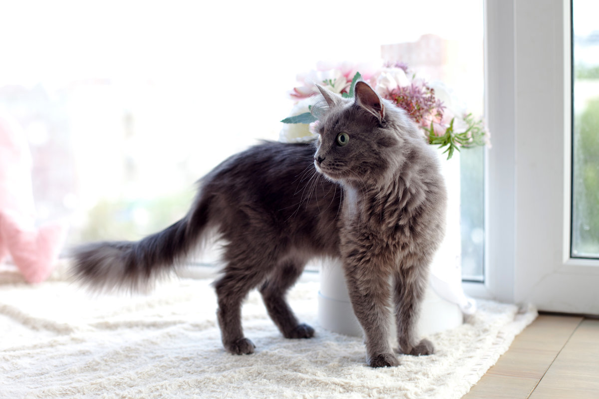 למה חתולים לא מתמקמים בבית: סימנים וסיבות רציונליות