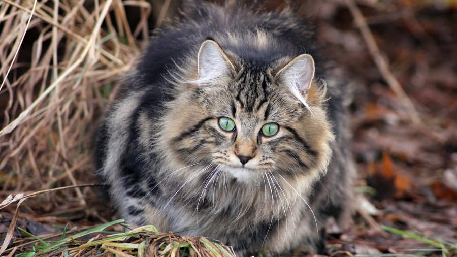 חתול נורווגי