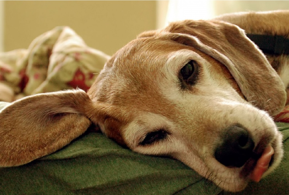 למה הבטן של הכלב מקרקרת?