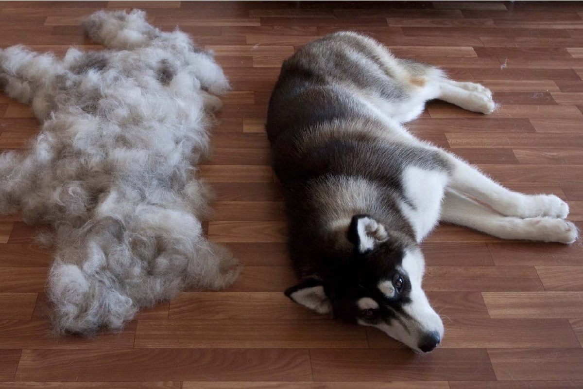 זה בהחלט לא נשירה: למה הכלב שלי מאבד שיער?