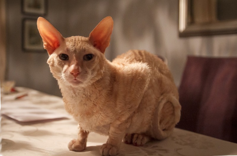 חלומו של כל בעל חיית מחמד: 4 גזעי חתולים שלא משירים פרווה