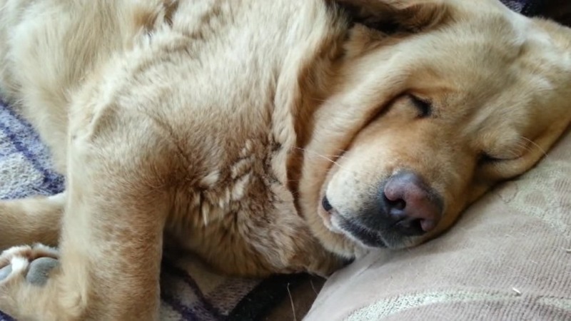 האם עליי לדאוג אם הכלב שלי נוחר בשנתו?