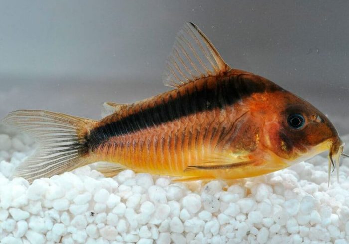 מסדרונות רבאוטי