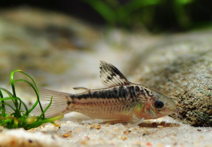 קורידורס אלגנס