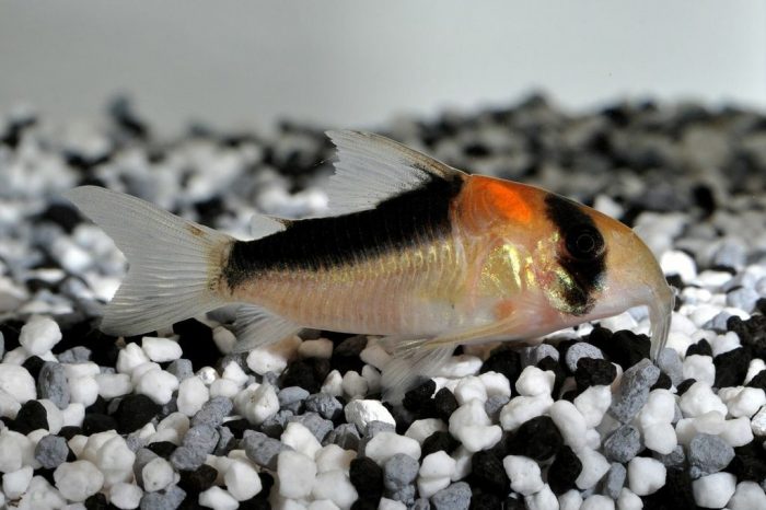 המסדרון של אדולף