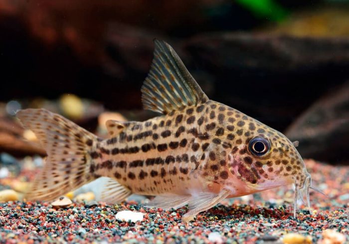 המסדרון של יוליה