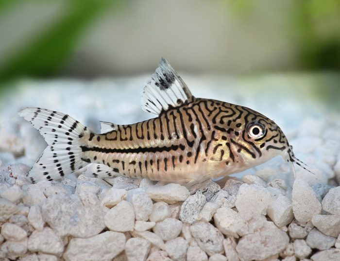 קורידורס טרילינאטוס