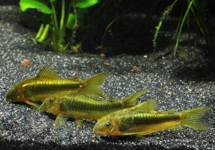 קורידורה ניאון