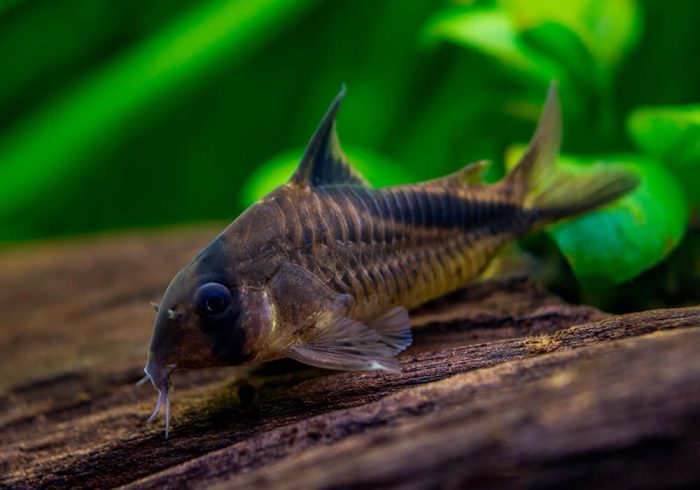 קורידוראס מליני