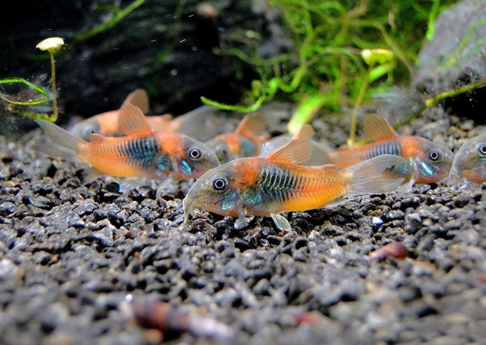 קורידורה ונצואלה כתום