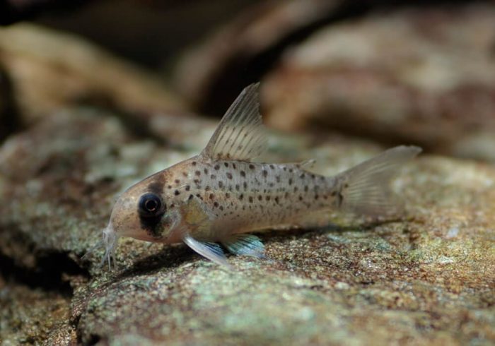 מסדרון רב-נקודתי