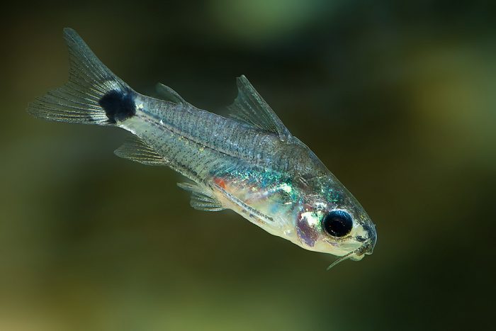 דרור קורידורס