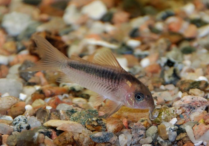 זיגטוס במסדרונות