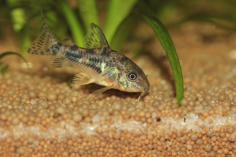 פְּרוֹזדוֹר