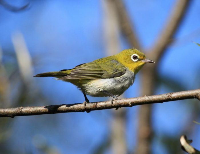עין לבנה מזרחית