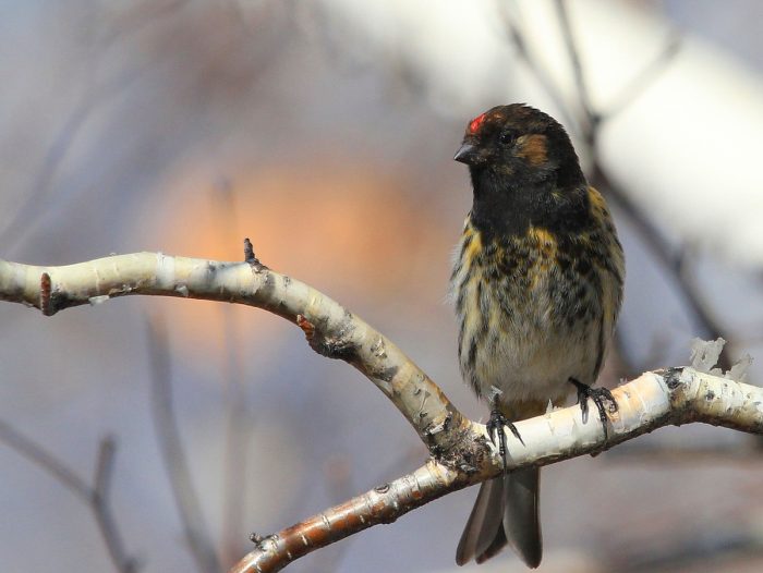 פינק אדום-כיפה