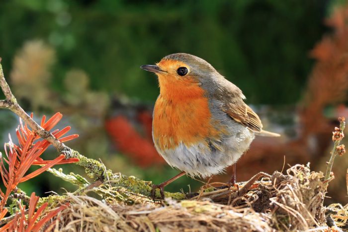 אָדוֹם הַחֲזֶה