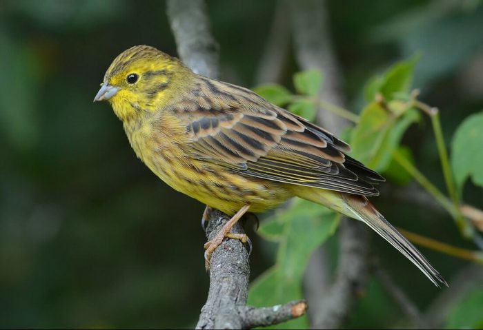 ציפור גבתון