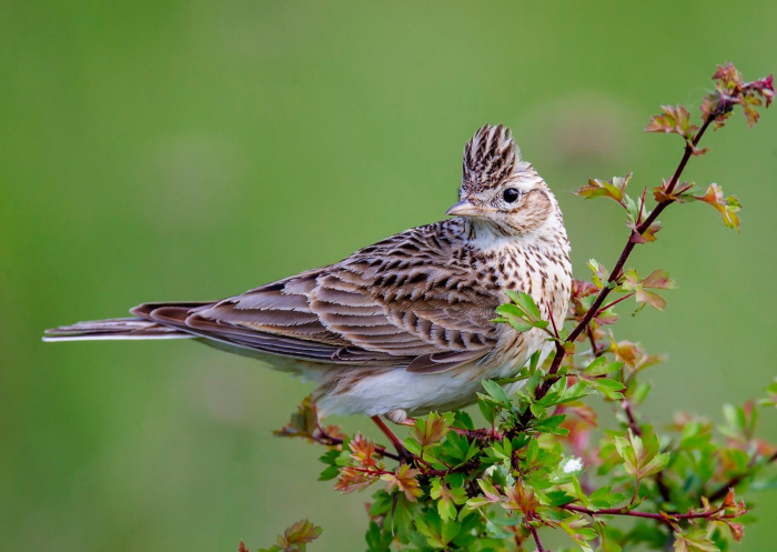 לְהִשְׁתַעֲשֵׁעַ