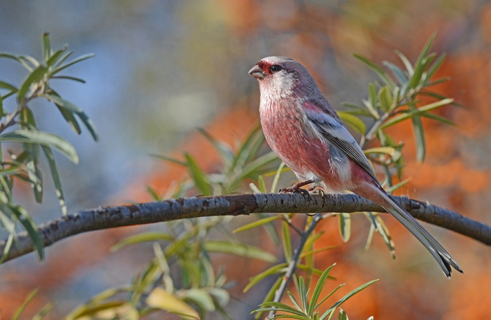 עדשים ארוכות זנב