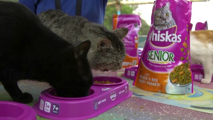 מזון יבש של ויסקאס