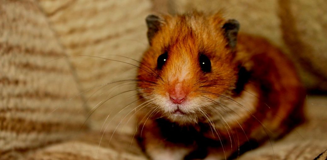 9 מרפאי בעלי חיים שהתקשורת שלהם מאיצה את הריפוי