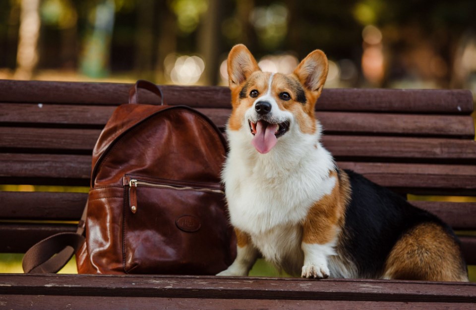 5 סיבות להשיג קורגי ולהיות הרבה יותר מאושר