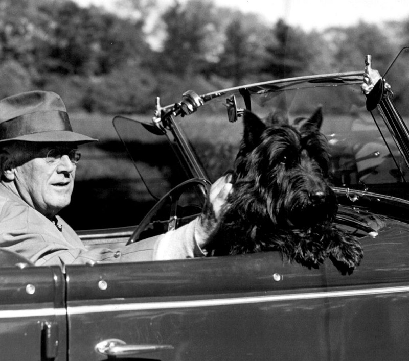 5 הכלבים הכי מפורסמים ששמעתם עליהם בוודאות