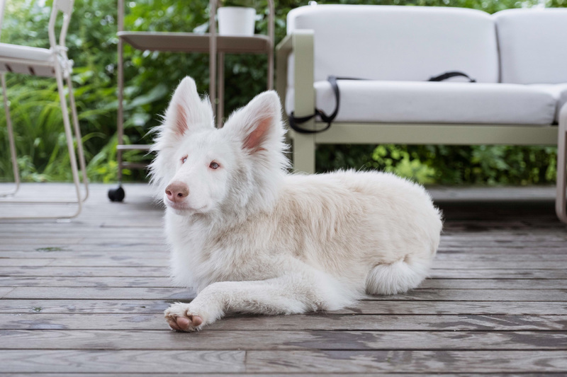 הסיפור המדהים של אוגוסט, הכלב הפופולרי של אינסטגרם