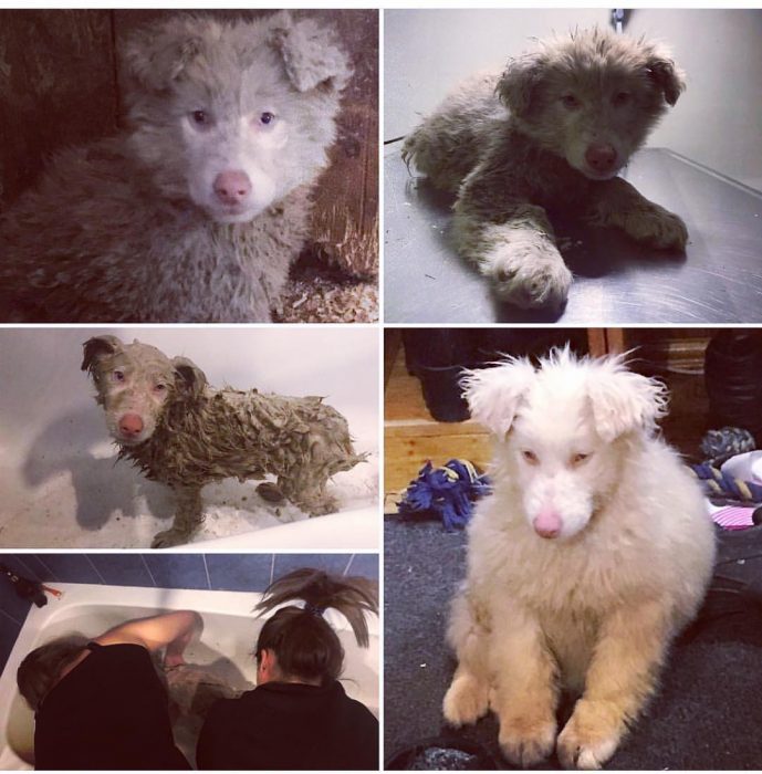 הכלב אוגוסט