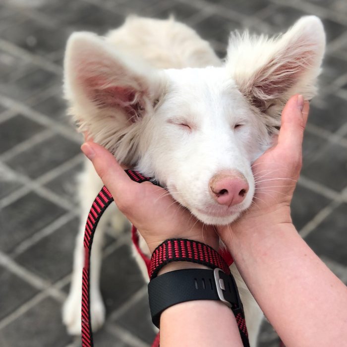 הכלב אוגוסט