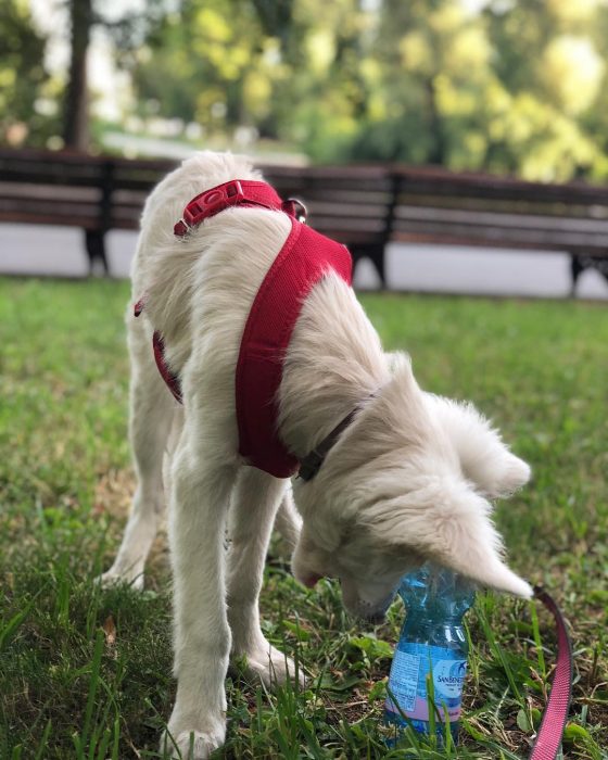הכלב אוגוסט