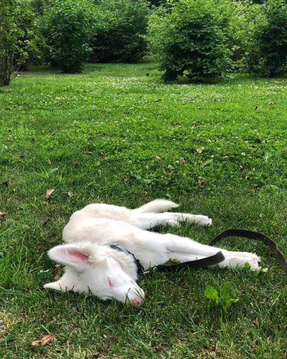 הכלב אוגוסט