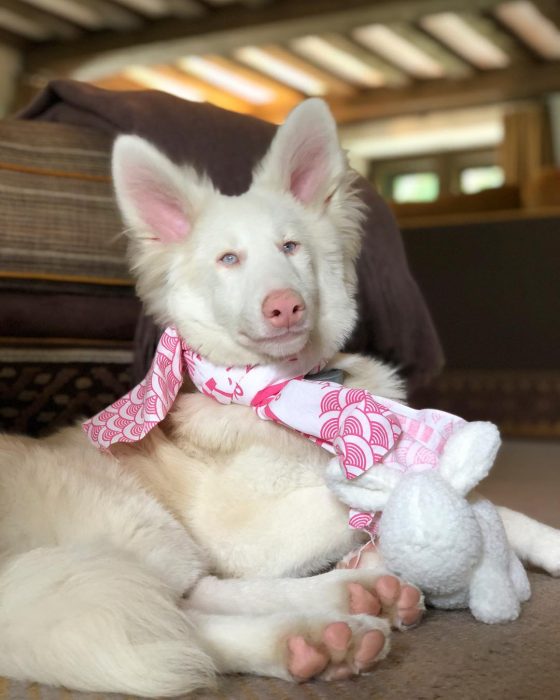 הכלב אוגוסט