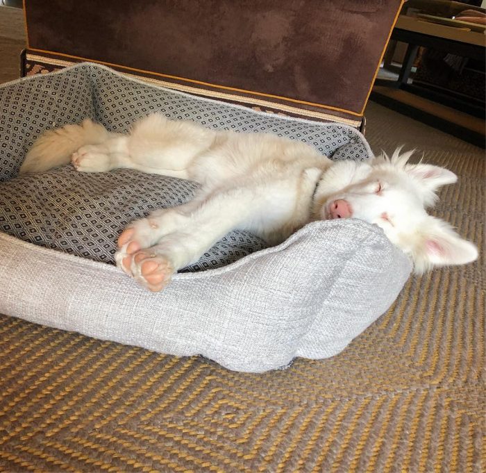 הכלב אוגוסט