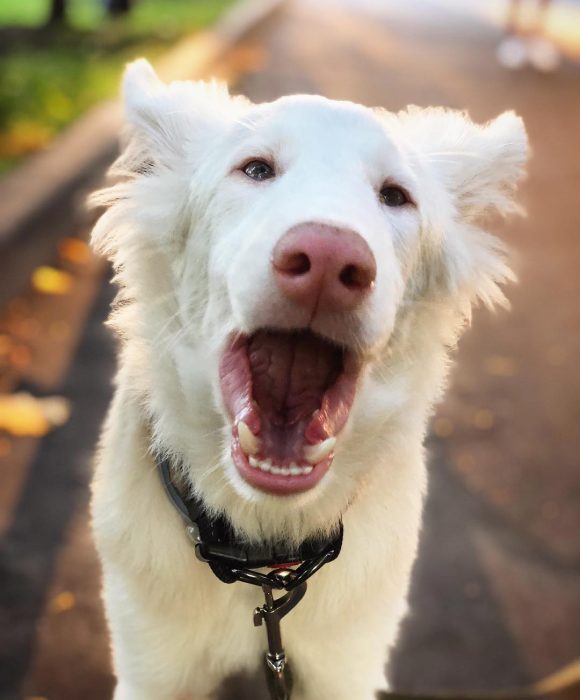 הכלב אוגוסט