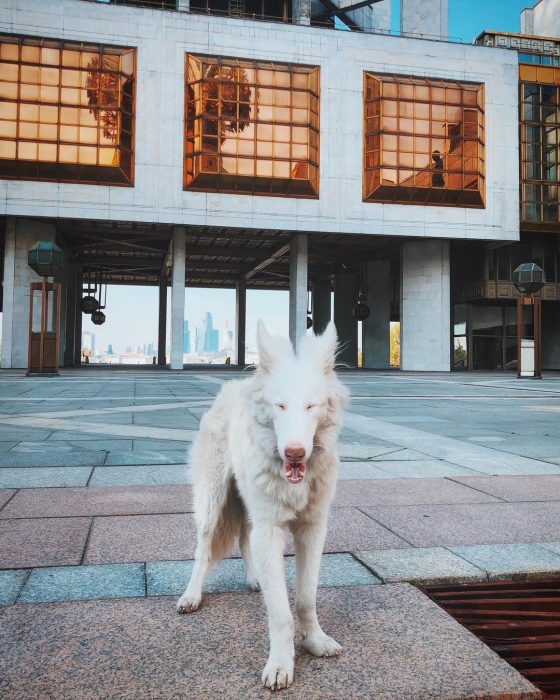 הכלב אוגוסט