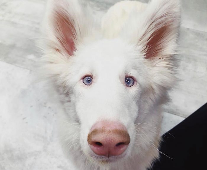 הכלב אוגוסט