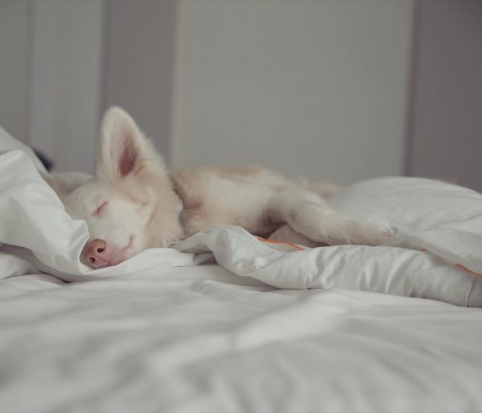 הכלב אוגוסט