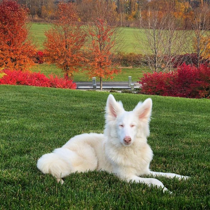 הכלב אוגוסט