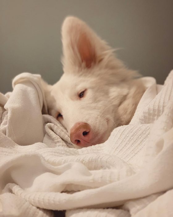 הכלב אוגוסט