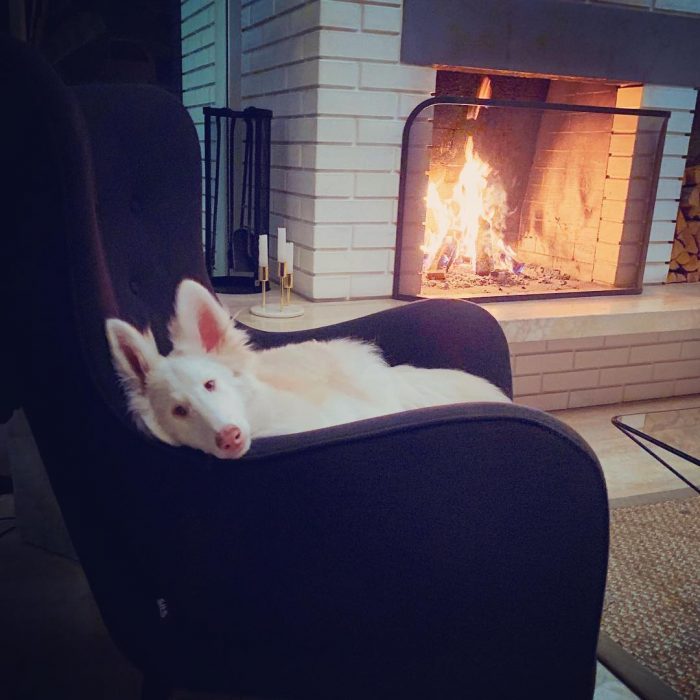 הכלב אוגוסט