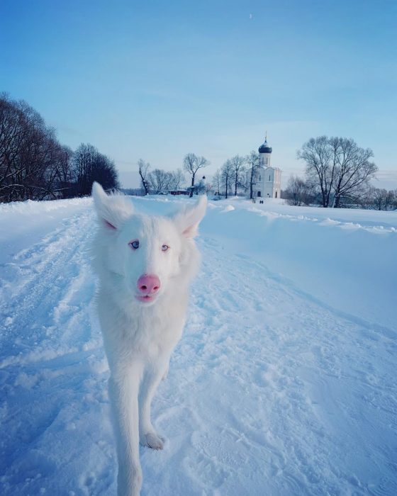 הכלב אוגוסט