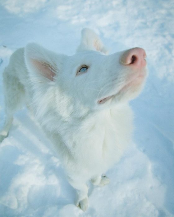 הכלב אוגוסט