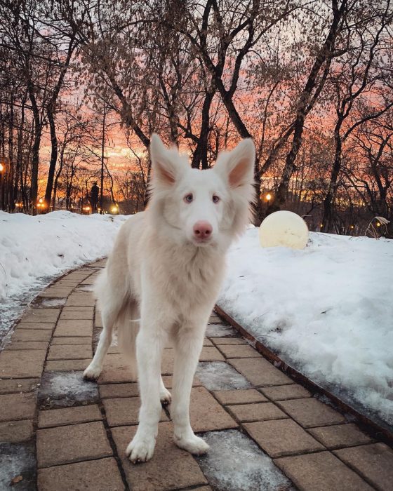 הכלב אוגוסט