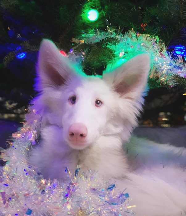 הכלב אוגוסט